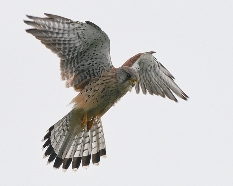 Birds
