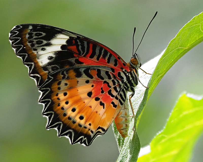 Butterflies