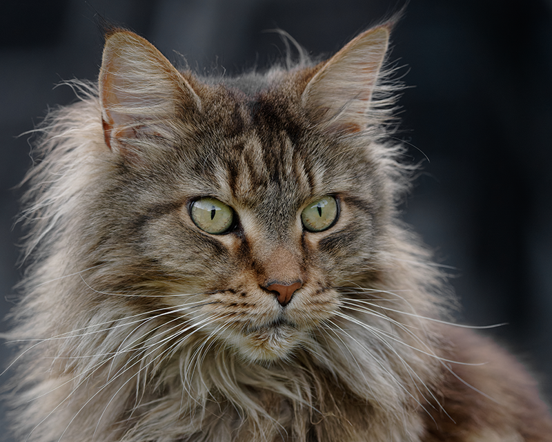 Cats