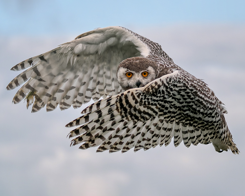 De Valk Roofvogels