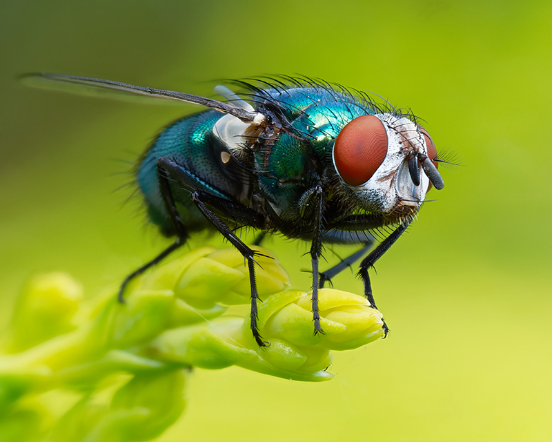 Macro