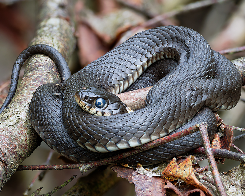 Reptiles