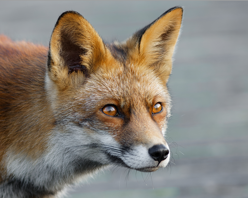 Wildlife