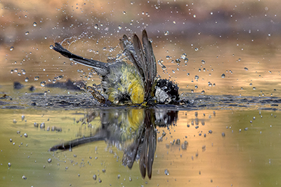 Birds