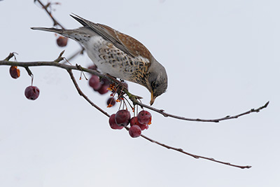Birds