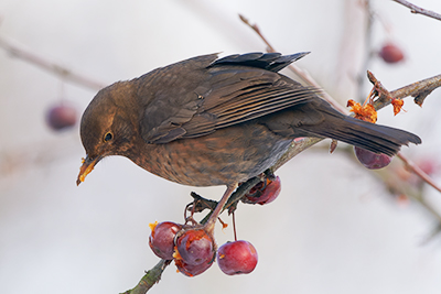 Birds