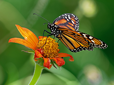 Butterflies