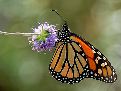 Butterflies