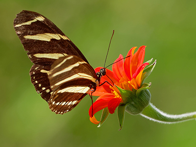 Butterflies