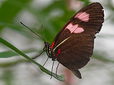 Butterflies