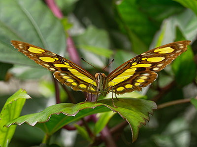 Butterflies