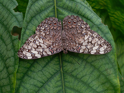 Butterflies
