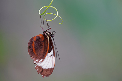 Butterflies