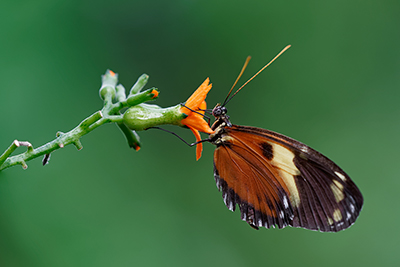 Butterflies