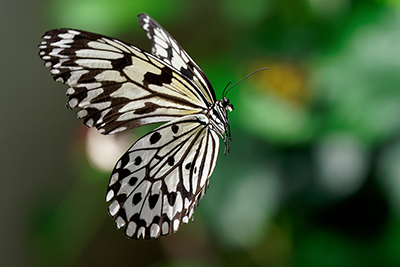 Butterflies