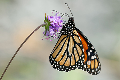Butterflies