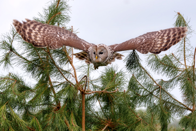 De Valk Roofvogels