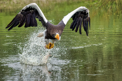 De Valk Roofvogels