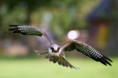 De Valk Roofvogels