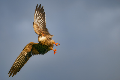 De Valk Roofvogels