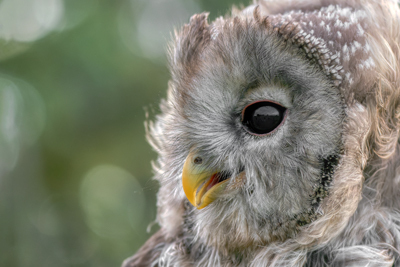 De Valk Roofvogels