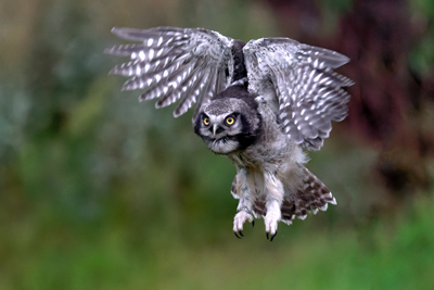 De Valk Roofvogels