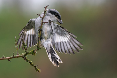 De Valk Roofvogels