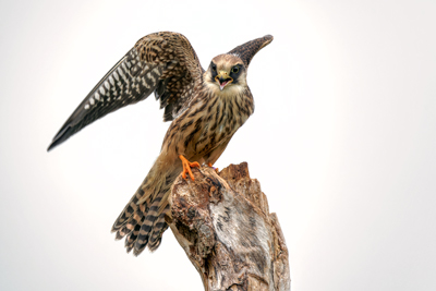 De Valk Roofvogels