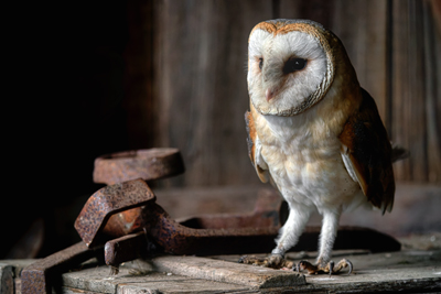 De Valk Roofvogels