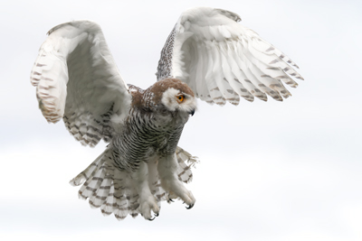 De Valk Roofvogels