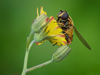 Macro Photography
