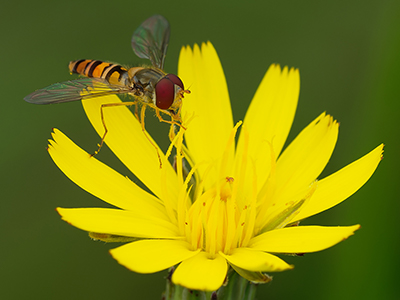 Macro Photography
