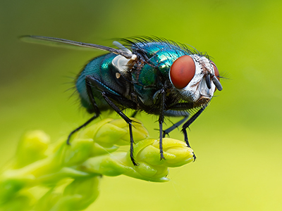Macro Photography