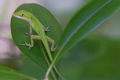 Reptiles