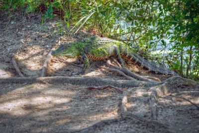Reptiles