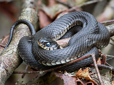 Reptiles