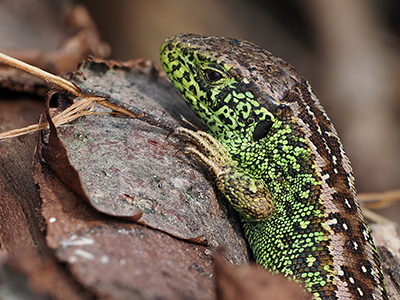 Sand Lizard