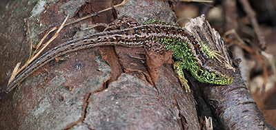 Sand Lizard