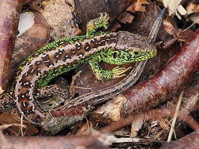 Sand Lizard