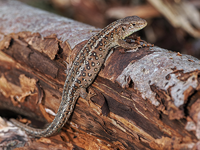 Sand Lizard