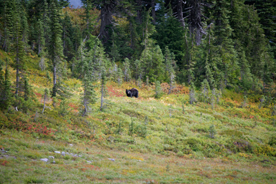 Wildlife