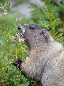 Wildlife