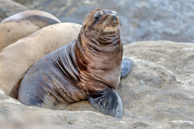 Wildlife