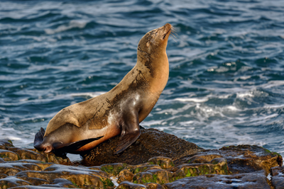 Wildlife