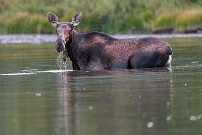 Wildlife