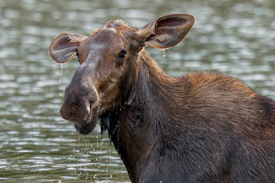 Wildlife