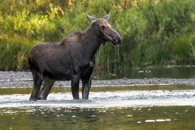 Wildlife