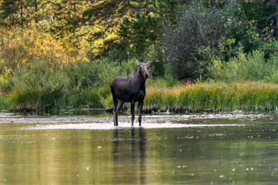 Wildlife