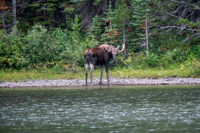 Wildlife