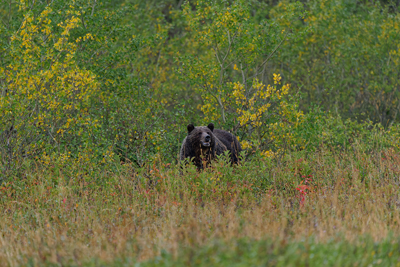 Wildlife